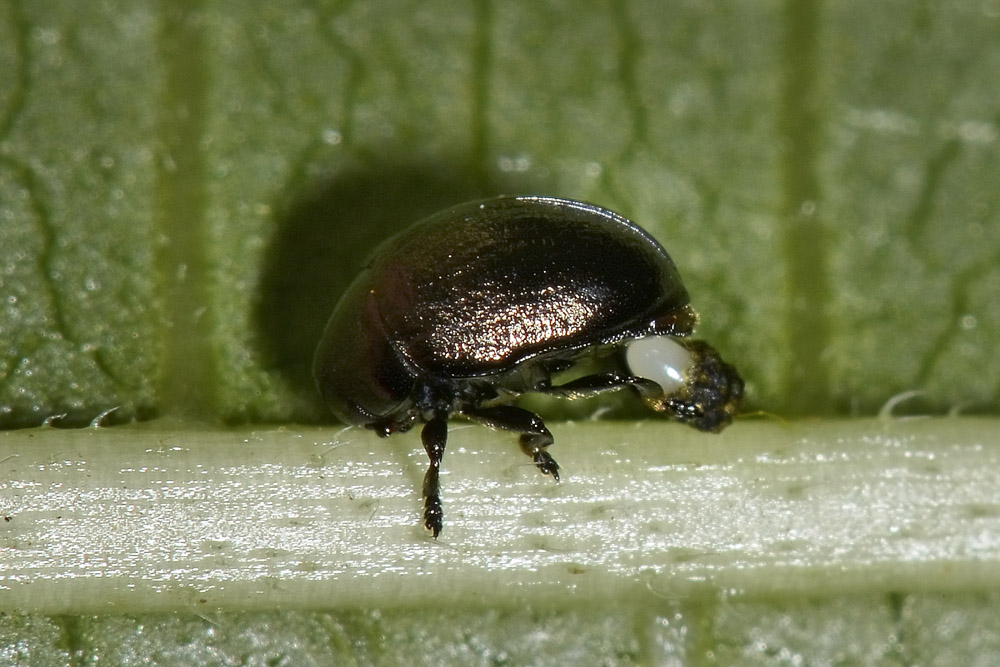 Oomorphus concolor, Chrysomelidae. 